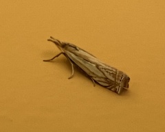 Crambus saltuellus