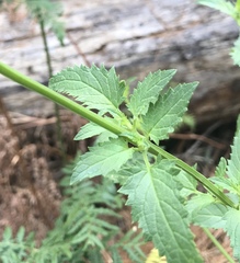 Scrophularia parviflora