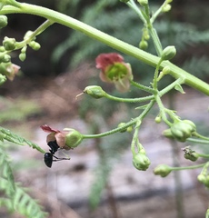 Scrophularia parviflora
