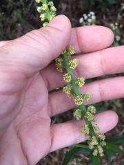 Reseda luteola image