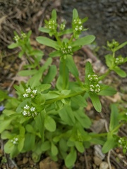 Valerianella chenopodifolia