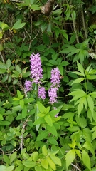 Platanthera grandiflora