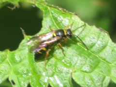 Argogorytes mystaceus