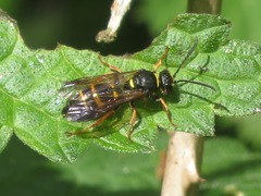 Argogorytes mystaceus