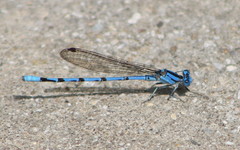 Argia funebris