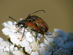 Pseudovadonia