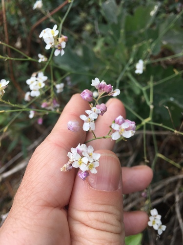 Crambe image