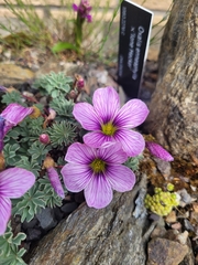 Oxalis enneaphylla
