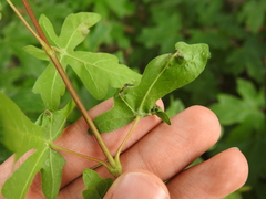 Dasineura irregularis