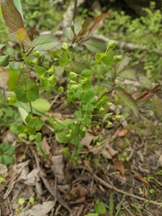 Euphorbia commutata