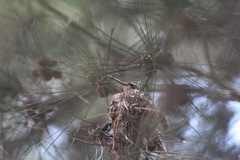 Phaeoptila sordida
