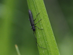 Theophilea subcylindricollis