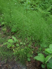 Equisetum pratense image