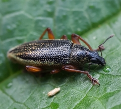 Cratopus