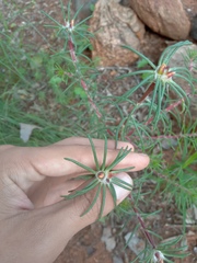 Portulaca elatior