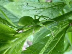 Micrommata virescens