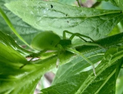 Micrommata virescens