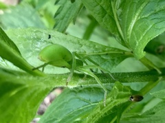 Micrommata virescens