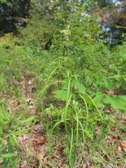 Borodinia missouriensis