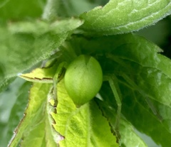 Micrommata virescens