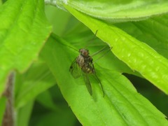 Chrysopilus cristatus
