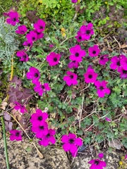 Geranium subcaulescens