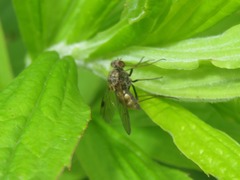 Chrysopilus cristatus