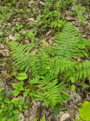 Deparia acrostichoides