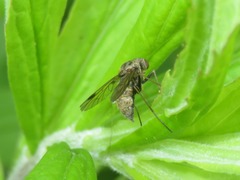 Chrysopilus cristatus