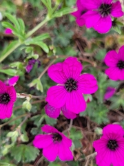Geranium subcaulescens