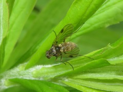 Chrysopilus cristatus