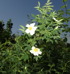 Rosa webbiana