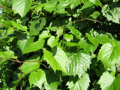 Vitis amurensis