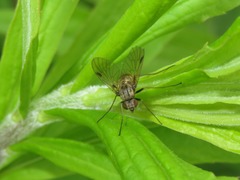 Chrysopilus cristatus