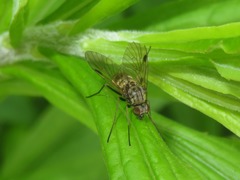 Chrysopilus cristatus