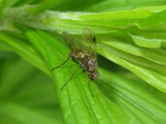 Chrysopilus cristatus