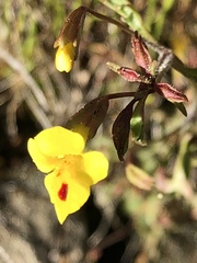 Erythranthe laciniata