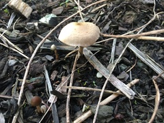 Psilocybe tasmaniana