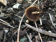Psilocybe tasmaniana