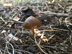 Psilocybe tasmaniana