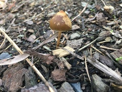 Psilocybe tasmaniana