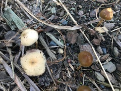 Psilocybe tasmaniana