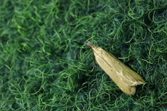 Dichomeris limosellus