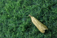 Dichomeris limosellus