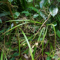 Cyperus longifolius