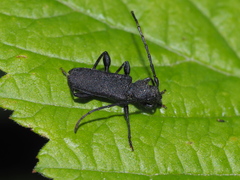 Ropalopus macropus