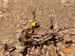 Camissoniopsis confusa