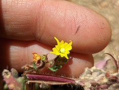 Camissoniopsis confusa