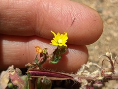 Camissoniopsis confusa