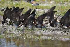 Petrochelidon pyrrhonota